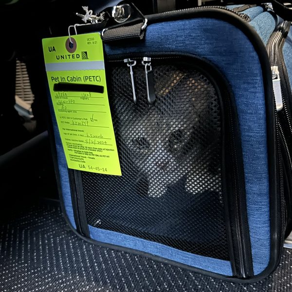 Mila in her carrier SIN to SFO