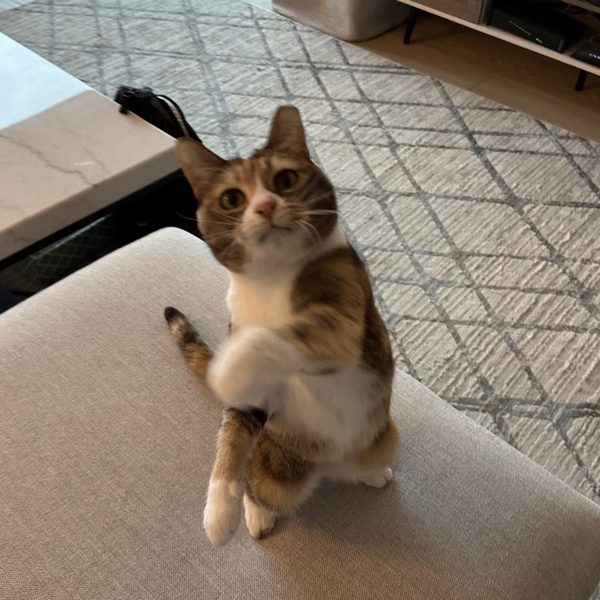 Mila being sassy in San Francisco